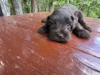 Alice – AKC Solid Liver Miniature Schnauzer Puppy, a male Miniature Schnauzer for sale in Saratoga Springs, UT – 3 of 6