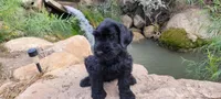 Vesper – AKC Black Giant Schnauzer Puppy | Russian Champion Lines, a female Giant Schnauzer for sale in Saratoga Springs, UT – 3 of 9