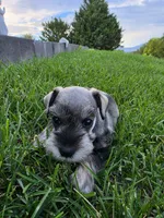 Everett - AKC , Imported champion lines, a male Miniature Schnauzer for sale in Saratoga Springs, UT – 3 of 6