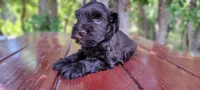 Harry, champion imported lines, a male Miniature Schnauzer for sale in Saratoga Springs, UT – 3 of 3