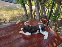 River , AKC miniature schnauzer, a male Miniature Schnauzer for sale in Saratoga Springs, UT – 2 of 8