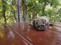Esme – AKC Liver Pepper Miniature Schnauzer Puppy, a male Miniature Schnauzer for sale in Saratoga Springs, UT – 4 of 4