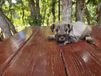 Esme – AKC Liver Pepper Miniature Schnauzer Puppy, a male Miniature Schnauzer for sale in Saratoga Springs, UT – 3 of 4
