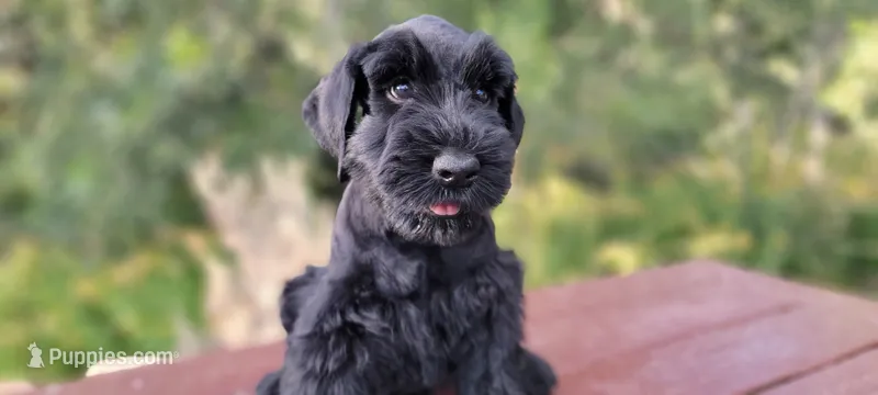 Vesper – AKC Black Giant Schnauzer Puppy | Russian Champion Lines – Giant Schnauzer puppy for sale in Saratoga Springs, UT