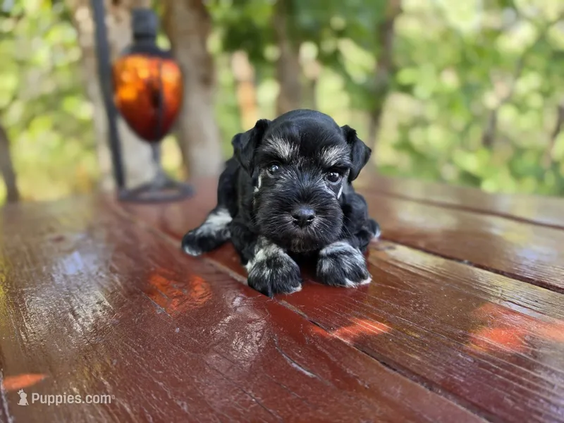 Opal - AKC miniature schnauzer – Miniature Schnauzer puppy for sale in Saratoga Springs, UT