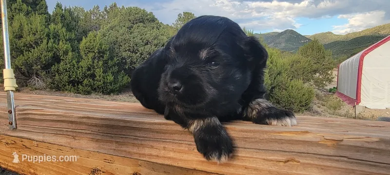 Opal - AKC miniature schnauzer – Miniature Schnauzer puppy for sale in Saratoga Springs, UT