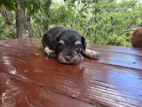 Jacob – AKC Liver & Tan Miniature Schnauzer Puppy, a male Miniature Schnauzer for sale in Saratoga Springs, UT – 2 of 6