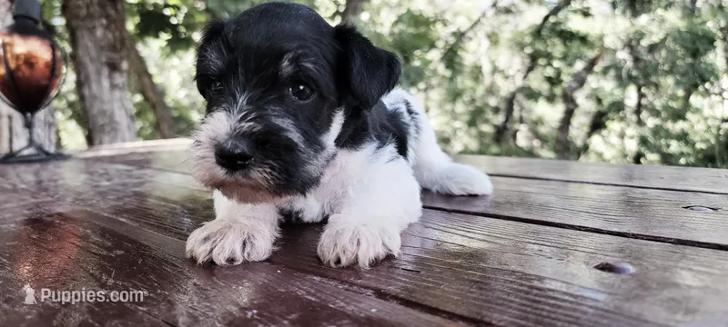 Clover – Miniature Schnauzer puppy for sale in Saratoga Springs, UT