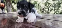 Clover, a male Miniature Schnauzer for sale in Saratoga Springs, UT – 1 of 2