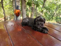 Harry — AKC Liver Miniature Schnauzer, Ready Now, a male Miniature Schnauzer for sale in Saratoga Springs, UT – 4 of 7