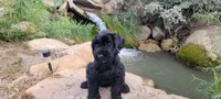 Vesper – AKC Black Giant Schnauzer Puppy | Russian Champion Lines, a female Giant Schnauzer for sale in Saratoga Springs, UT – 5 of 9