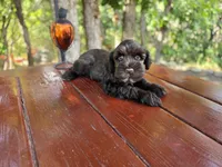 Harry — AKC Liver Miniature Schnauzer, Ready Now, a male Miniature Schnauzer for sale in Saratoga Springs, UT – 3 of 7