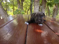 Edward – AKC Liver Miniature Schnauzer, a male Miniature Schnauzer for sale in Saratoga Springs, UT – 2 of 2