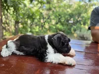 River , AKC miniature schnauzer, a male Miniature Schnauzer for sale in Saratoga Springs, UT – 5 of 8