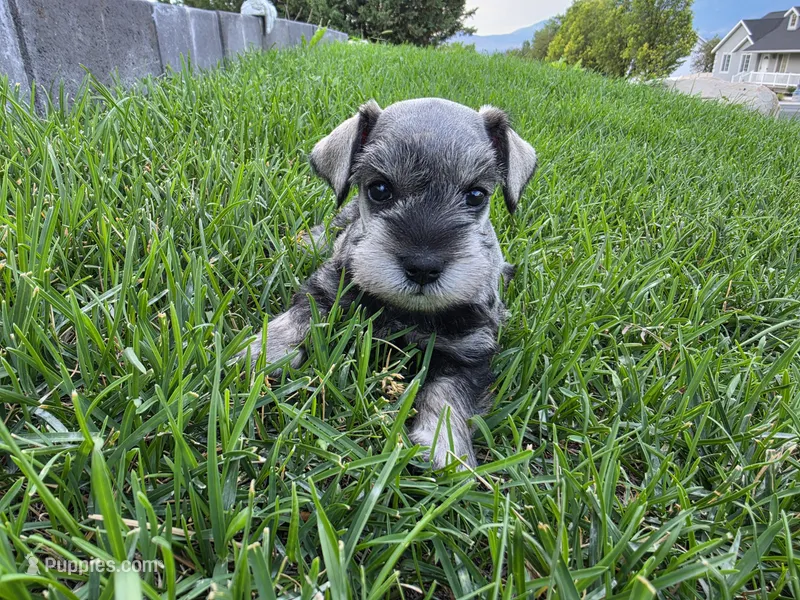 Everett - AKC , Imported champion lines – Miniature Schnauzer puppy on hold in Saratoga Springs, UT