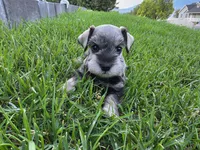 Everett - AKC , Imported champion lines, a male Miniature Schnauzer for sale in Saratoga Springs, UT – 1 of 6