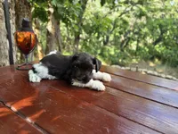River , AKC miniature schnauzer, a male Miniature Schnauzer for sale in Saratoga Springs, UT – 7 of 8