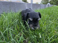 Piper - AKC , Imported champion lines, a female Miniature Schnauzer for sale in Saratoga Springs, UT – 2 of 5