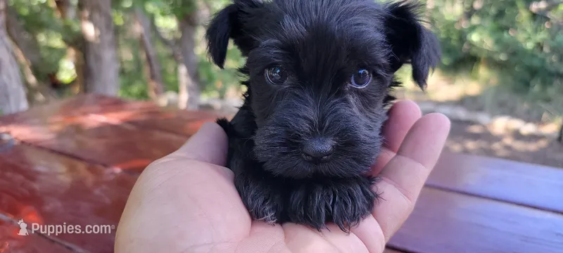 Winston – Miniature Schnauzer puppy for sale in Saratoga Springs, UT