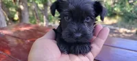 Winston, a male Miniature Schnauzer for sale in Saratoga Springs, UT – 1 of 2