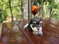 Hazel , AKC Miniature schnauzer, a female Miniature Schnauzer for sale in Saratoga Springs, UT – 2 of 6