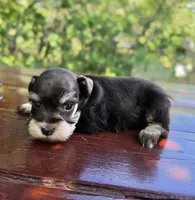 Hazel , AKC Miniature schnauzer, a female Miniature Schnauzer for sale in Saratoga Springs, UT – 5 of 6