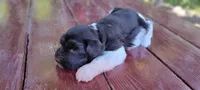 River, a male Miniature Schnauzer for sale in Saratoga Springs, UT – 2 of 3