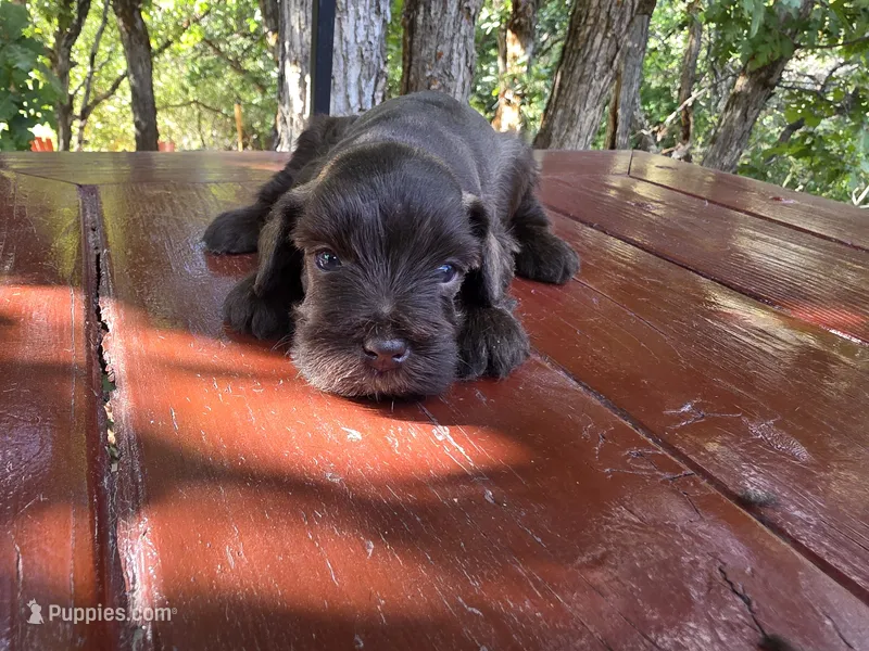Jasper – AKC Solid Liver Miniature Schnauzer Puppy – Miniature Schnauzer puppy for sale in Saratoga Springs, UT