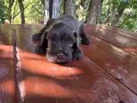 Jasper – AKC Solid Liver Miniature Schnauzer Puppy, a male Miniature Schnauzer for sale in Saratoga Springs, UT – 1 of 4