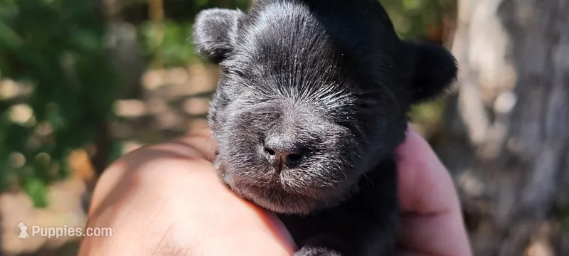 Ivy – Miniature Schnauzer puppy for sale in Saratoga Springs, UT