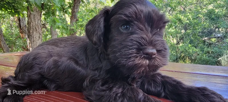Harry, champion imported lines – Miniature Schnauzer puppy for sale in Saratoga Springs, UT