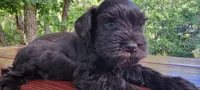 Harry, champion imported lines, a male Miniature Schnauzer for sale in Saratoga Springs, UT – 1 of 3