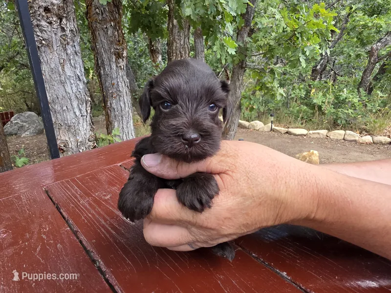 Alice – AKC Solid Liver Miniature Schnauzer Puppy – Miniature Schnauzer puppy on hold in Saratoga Springs, UT