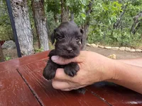 Alice – AKC Solid Liver Miniature Schnauzer Puppy, a male Miniature Schnauzer for sale in Saratoga Springs, UT – 1 of 6