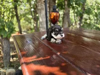 Hazel , AKC Miniature schnauzer, a female Miniature Schnauzer for sale in Saratoga Springs, UT – 6 of 6