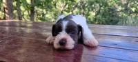 Olive , a female Miniature Schnauzer for sale in Saratoga Springs, UT – 2 of 2