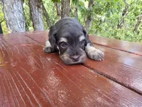 Jacob – AKC Liver & Tan Miniature Schnauzer Puppy, a male Miniature Schnauzer for sale in Saratoga Springs, UT – 4 of 6