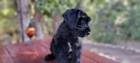 Sloane– AKC Black Giant Schnauzer Puppy | Russian Champion Lines, a female Giant Schnauzer for sale in Saratoga Springs, UT – 5 of 9