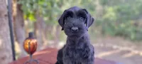 Sabine – AKC Black Giant Schnauzer Puppy | Russian Champion Lines, a female Giant Schnauzer for sale in Saratoga Springs, UT – 7 of 8