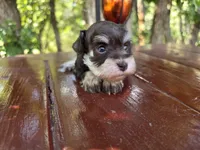 Hazel , AKC Miniature schnauzer, a female Miniature Schnauzer for sale in Saratoga Springs, UT – 3 of 6
