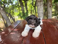 River , AKC miniature schnauzer, a male Miniature Schnauzer for sale in Saratoga Springs, UT – 1 of 8