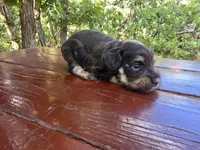 Jacob – AKC Liver & Tan Miniature Schnauzer Puppy, a male Miniature Schnauzer for sale in Saratoga Springs, UT – 6 of 6