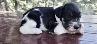 Clover, a male Miniature Schnauzer for sale in Saratoga Springs, UT – 2 of 2