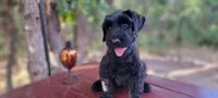 Sabine – AKC Black Giant Schnauzer Puppy | Russian Champion Lines, a female Giant Schnauzer for sale in Saratoga Springs, UT – 8 of 8