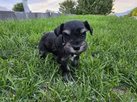 Piper - AKC , Imported champion lines, a female Miniature Schnauzer for sale in Saratoga Springs, UT – 5 of 5