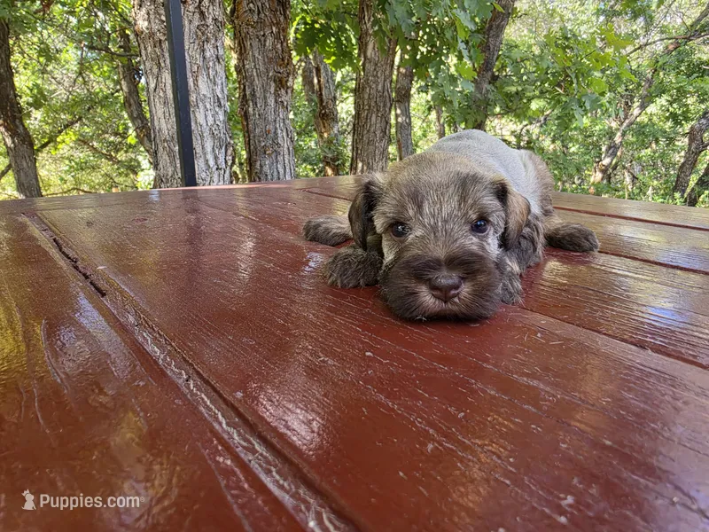 Esme – AKC Liver Pepper Miniature Schnauzer Puppy – Miniature Schnauzer puppy for sale in Saratoga Springs, UT