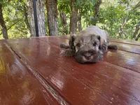Esme – AKC Liver Pepper Miniature Schnauzer Puppy, a male Miniature Schnauzer for sale in Saratoga Springs, UT – 1 of 4