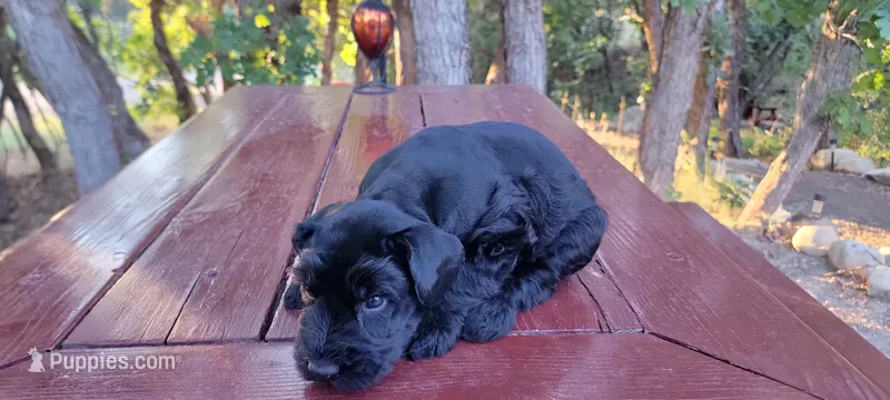 Sloane– AKC Black Giant Schnauzer Puppy | Russian Champion Lines – Giant Schnauzer puppy for sale in Saratoga Springs, UT