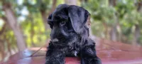 Sloane– AKC Black Giant Schnauzer Puppy | Russian Champion Lines, a female Giant Schnauzer for sale in Saratoga Springs, UT – 3 of 9