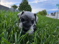 Everett - AKC , Imported champion lines, a male Miniature Schnauzer for sale in Saratoga Springs, UT – 5 of 6